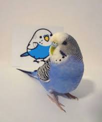 Budgies Panosundaki Pin