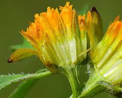 Image result for Bidens flagellata