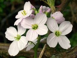 Image result for Cardamine