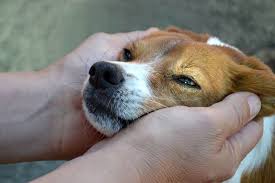 Where to get a puppy. How To Adopt A Dog In Germany Fluffyhund