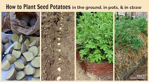 Potatoes are grown as annual plants, with fields planted each spring, and harvested in the fall. How To Plant Seed Potatoes In The Ground In Pots In Straw