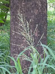 Image result for Lipocarpha chinensis