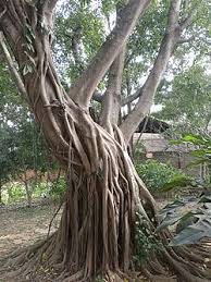 Image result for Fuirena microcarpa
