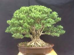 Pin Von La Hoang Bao Hiep Auf Bonsai Bonsai Laub Landschaftsgestaltung