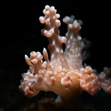 Image result for Rinorea elliptica