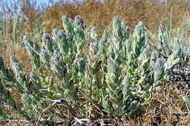 Image result for Ptaeroxylaceae