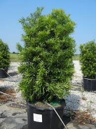 Southwest wholesale nursery welcomes green industry professionals. Tree Land Nursery Dallas Texas Japanese Yew Podocarpus Japanese Yews Plants Landscaping Plants