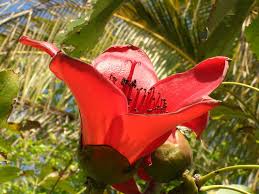 Image result for Bombax