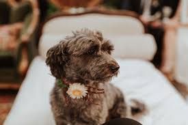 Floral Dog Collar Floral Dog Collars Dog Lovers Wedding Floral