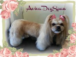 lhasa apso asian style dog groomer in coquitlam dogs dog