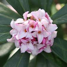 The form of winter daphne is open and airy, with a superb architectural shape all its own. Daphne Odora Winter Daphne Nurseries Online Australia