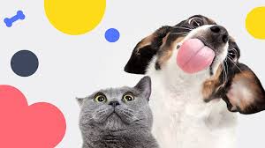 Akc pet insurance offers pet health insurance to both cats and dogs of all ages and breeds. Pumpkin Petcare Insurance Agent 281 Photos Facebook