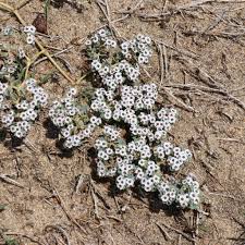 Image result for Euphorbia spissiflora
