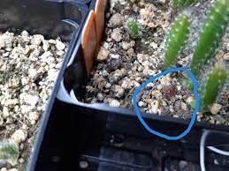 Root rot is a bad problem in marijuana grow rooms and outdoor marijuana gardens. Has Anyone Tried Using Hydrogen Peroxide To Treat Root Rot Or Fungal Issues What Ratio Did You Use And How Did It Work These Epiphyllum Seedlings Are Going Soft At The Base