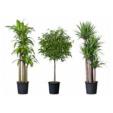 Plants go far beyond simple aesthetics. Tropical Indoor Plants Design From Ideas Tropical Indoor Plants Pictures
