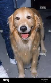 Air bud golden receiver hi-res stock photography and images