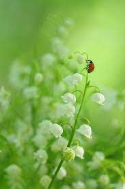 Coccinelle ladybird muguet lily of the valley green red rotation rotate. Epingle Sur Beautiful Flowers