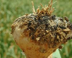 Il s'agit d'une maladie cryptogamique occasionnée par le champignon puccinia allii, qui provoque des dégâts limités dans les cultures. Maladies De L Ail Du Potager Bio Potager