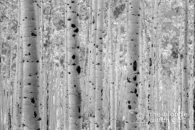 Black And White Aspen Tree Pictures Aspen Trees Near Aspen Colorado Black And White Pencil Sketch 16 X 24 Photograph Via Etsy Aspen Trees Aspen Colorado White Pencil