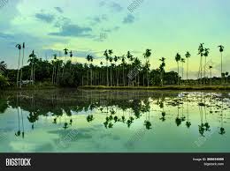 This trendy beverage is replete with electrolytes and other coconut water may also protect against myocardial infarction or heart attack (1). Landscape View Coconut Image Photo Free Trial Bigstock