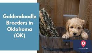 Find the perfect puppy for you and your family. 22 Goldendoodle Breeders In Oklahoma Ok Goldendoodle Puppies For Sale Animalfate