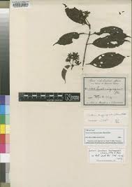 Image result for Gaertnera