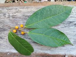 Image result for Ficus oreodryadum