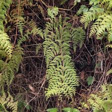 Image result for Odontosoria