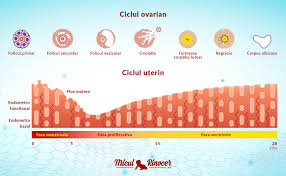 In acest articol ai sa descoperi solutia de care astfel, pe masura ce slabesti, nutritionistul tau iti va recomanda sa mananci tot mai putin pentru a practic, iata ce se intampla in majoritatea cazurilor de acest gen: Calculator Ovulatie Online