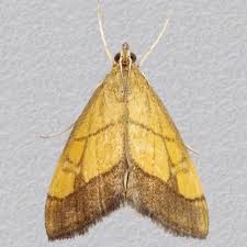 Image result for Evergestis limbata