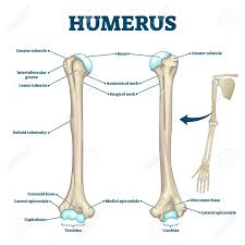 The fundamental components of bone, like all connective tissues, are cells and matrix. Humerus Bone Labeled Vector Illustration Diagram Long Bone Type Royalty Free Cliparts Vectors And Stock Illustration Image 143533573