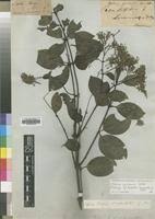 Image result for Usteria guineensis