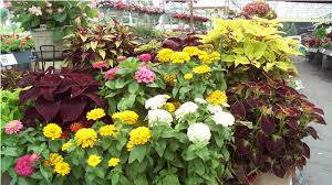 We did not find results for: Choosing The Best Annuals Flowers That Bloom All Summer Stauffers