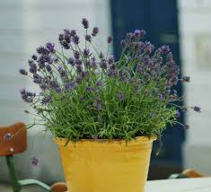 An exception to this rule is newly planted lavender plants. Can Lavenders Grow In Pots Gardener Report