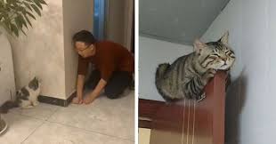 Searches related to sleeping cat drawing. I Can Has Cheezburger Cute Cats Funny Animals Online Cheezburger