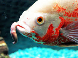 Oscars can live with other oscars and they can live with ciclids and jack demseys. Benefits Of Feeding Live Food To Your Fish