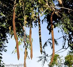 Image result for Cassia abbreviata