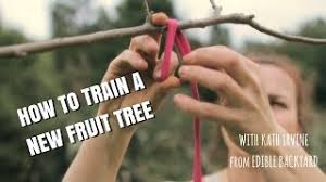 Depending on the form and function of the desired shape, you may want to train a tree to a nontraditional system. How To Train A New Fruit Tree Youtube