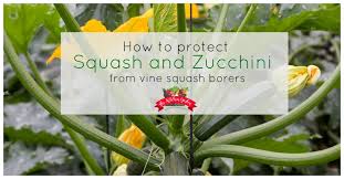 Check spelling or type a new query. Protect Squash And Zucchini From Vine Squash Borer The Kitchen Garten