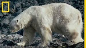 Top 10 des plus belles plages du monde en photo pour oublier la crise. Les Ours Polaires Sans Banquise Youtube