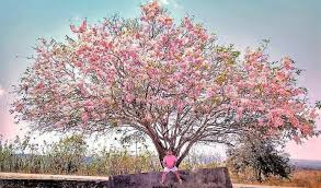 Yuk lihat keindahannya di awal musim semi di jepang: Tempat Melihat Bunga Sakura Di Indonesia Yang Tidak Kalah Keren Dari Jepang Dan Korea