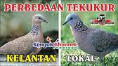 Perbedaan tekukur kelantan vs tekukur lokal. Derkuku Kelantan Gacor Youtube