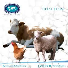 Kur An I Kerim De Cenab I Allah Eger Allah In Ayetlerine Inaniyorsaniz Uzerine Allah In Ismi Anilarak Kesilenlerden Yiyin El En Am 6 1 Hayvan Islam Kina