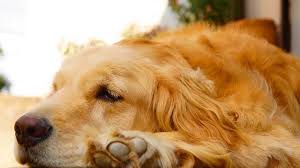 Depending on your dog, consistent brushings may mean daily, weekly, or monthly grooming. 7 Tips To Reduce Golden Retriever Shedding The Golden Retriever Network