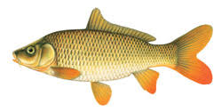 Dnr Panfish Other Species