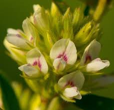 Both stem and leaves are covered with white hairs. Round Headed Bush Clover Ewa Guide To The Plants Of The Fells Us Inaturalist