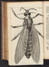 Image result for Gnidia microcephala