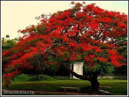 As Soon As I Turned The Key I Saw It Hanging The Color Of Fire And Sunset The Colour Of Flamboyant Flowers Beautiful Gardens Royal Poinciana Trees To Plant