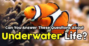 Take a moment to ponder these comedians' funny answers to tough questions. Can You Answer These Questions About Underwater Life Quizpug