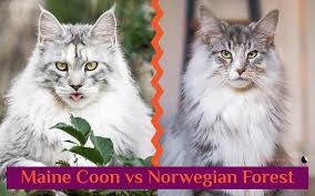 Like many cat breeds, maine coons and norwegian forest cats are prone to a progressive form of heart disease called feline hypertrophic cardiomyopathy. Maine Coon Vs Norwegian Forest Cat 101 Are They Twins Glamorous Cats